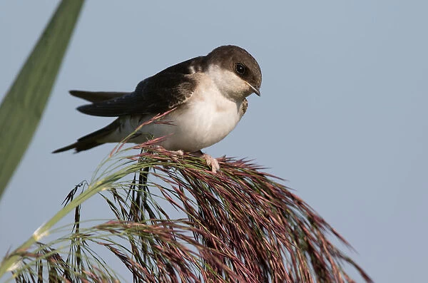 Common House Martin (Delichon urbica) perched on reed, polder Arkemheen, The Netherlands