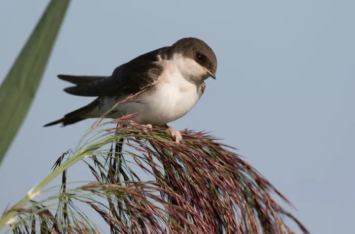 Framed Print : Common House Martin (Delichon urbica) perched on reed, polder Arkemheen, The Netherlands Framed Print : Common House Martin (Delichon urbica) perched on reed, polder Arkemheen, The Netherlands