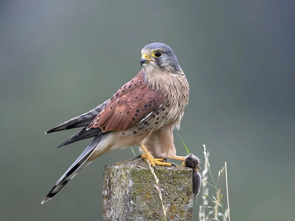 Common Kestrel (Falco tinnunculus) male perched on top of a stone fence post with mouse