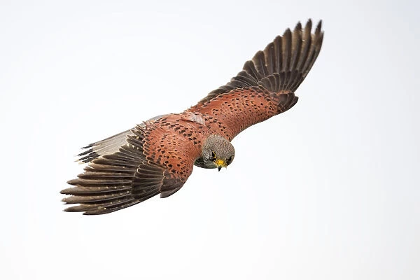 Common Kestrel (Falco Tinnunculus) hunting while hovering in the air, Kampen, Overijssel