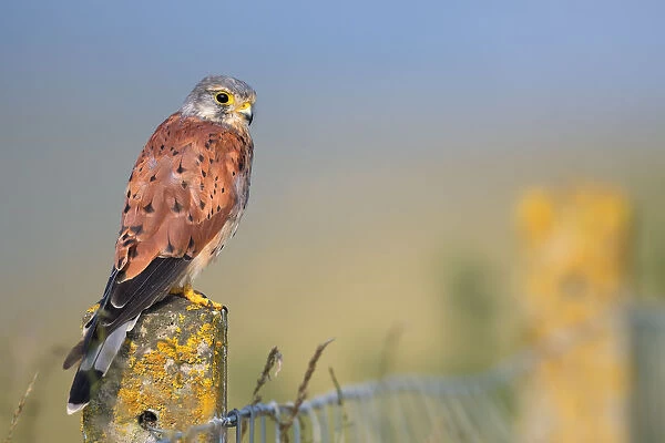 Common Kestrel (Falco tinnunculus) adult male perched on top of a stone fence post