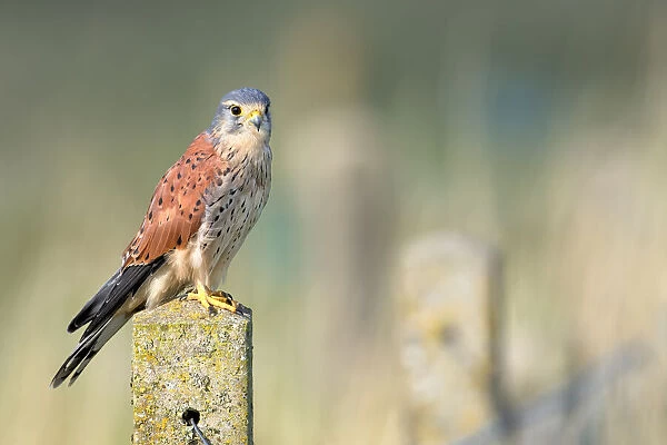 Common Kestrel (Falco tinnunculus) male perched on top of a stone fence post looking at camera, Overijssel, the Netherlands