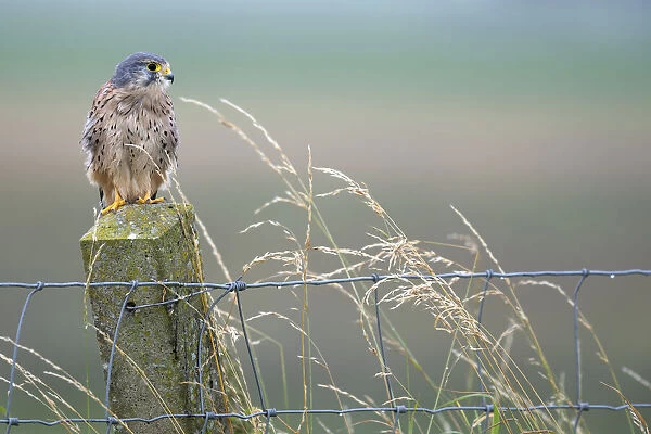 Common Kestrel (Falco tinnunculus) perched on a fence post in the rain, Vossemeer, Dronten, Flevoland, The Netherlands