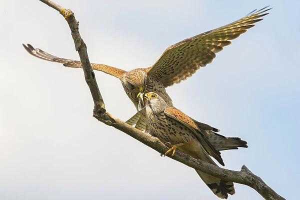 Common Kestrel (Falco tinnunculus) female exchanging prey with male, Hungary