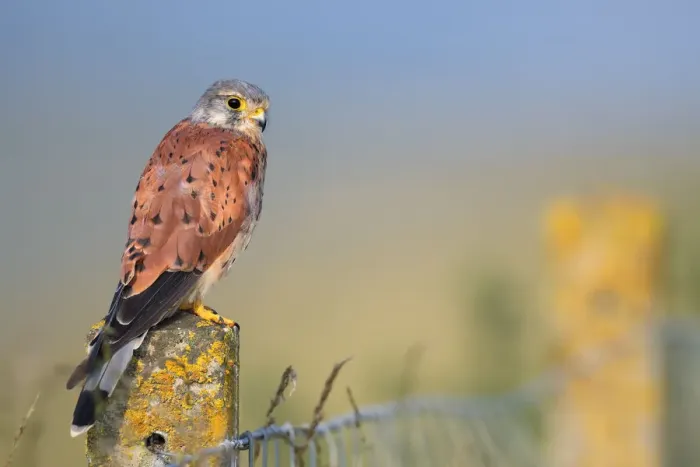 Framed Print : Common Kestrel (Falco tinnunculus) adult male perched on top of a stone fence post Framed Print : Common Kestrel (Falco tinnunculus) adult male perched on top of a stone fence post