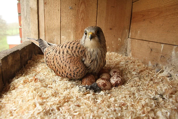 Common Kestrel (Falco tinnunculus) female at eggs, Lower Saxony, Germany