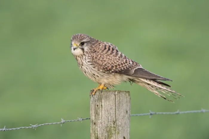 Framed Print : Common Kestrel (Falco tinnunculus) female perched on a pale, North Rhine-Westphalia Framed Print : Common Kestrel (Falco tinnunculus) female perched on a pale, North Rhine-Westphalia
