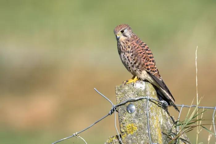 Framed Print : Common Kestrel (Falco tinnunculus) female perched on top of a stone fence post looking for prey Framed Print : Common Kestrel (Falco tinnunculus) female perched on top of a stone fence post looking for prey
