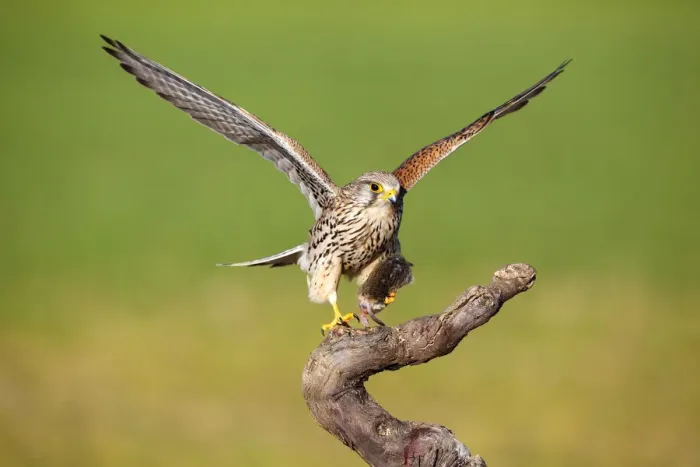Framed Print : Common Kestrel (Falco tinnunculus) female with prey, Castile-La Mancha, Spain Framed Print : Common Kestrel (Falco tinnunculus) female with prey, Castile-La Mancha, Spain