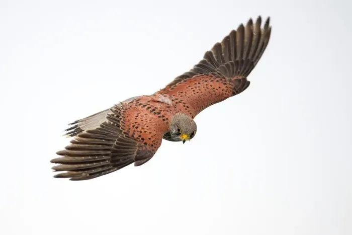 Framed Print : Common Kestrel (Falco Tinnunculus) hunting while hovering in the air, Kampen, Overijssel