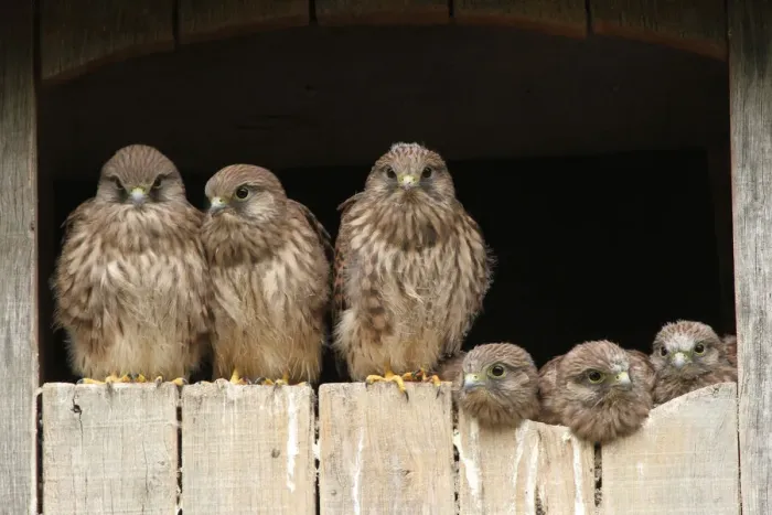 Framed Print : Common Kestrel (Falco tinnunculus) juveniles, Lower Saxony, Germany Framed Print : Common Kestrel (Falco tinnunculus) juveniles, Lower Saxony, Germany