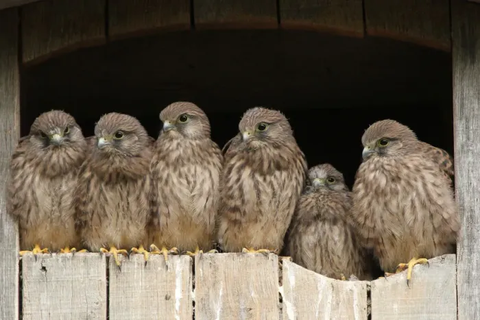 Framed Print : Common Kestrel (Falco tinnunculus) juveniles, Lower Saxony, Germany Framed Print : Common Kestrel (Falco tinnunculus) juveniles, Lower Saxony, Germany