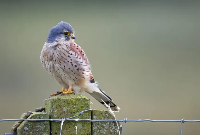Framed Print : Common Kestrel (Falco tinnunculus) male perched on top of a stone fence post looking over shoulder Framed Print : Common Kestrel (Falco tinnunculus) male perched on top of a stone fence post looking over shoulder