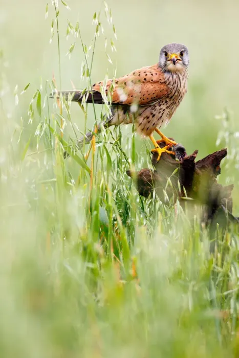 Framed Print : Common Kestrel (Falco tinnunculus) perched on a stump, Castile, Spain Framed Print : Common Kestrel (Falco tinnunculus) perched on a stump, Castile, Spain