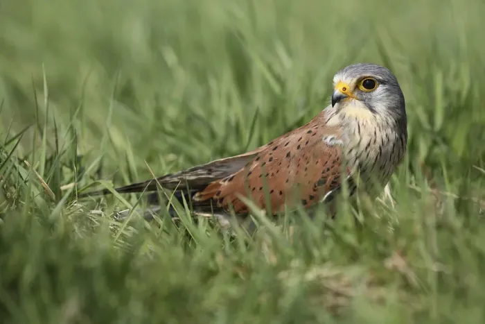 Framed Print : Common Kestrel (Falco tinnunculus) sitting in meadow, Gelderland, The Netherlands