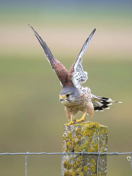 Common Kestrel (Falco tinnunculus) take-off, Flevoland, the Netherlands