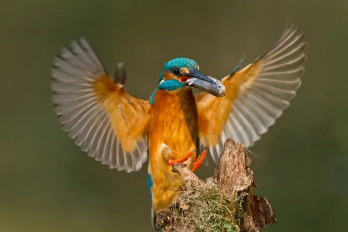 Framed Print : Common Kingfisher (Alcedo atthis) flying, Bavaria, Germany Framed Print : Common Kingfisher (Alcedo atthis) flying, Bavaria, Germany