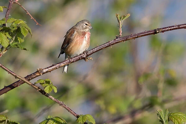 Common Linnet (Linaria cannabina) male perched on blackberry, Nuldernauw, Gelderland, The Netherlands