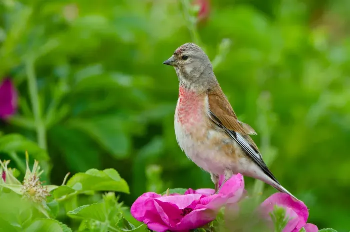 Framed Print : Common Linnet (Linaria cannabina) male, Schleswig-Holstein, Germany Framed Print : Common Linnet (Linaria cannabina) male, Schleswig-Holstein, Germany