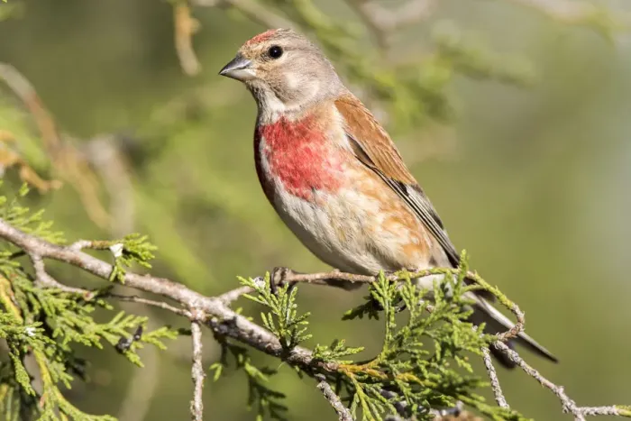 Framed Print : Common Linnet (Linaria cannabina) male, Castile and Leon, Spain