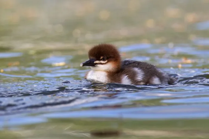 Framed Print : Common Merganser (Mergus merganser) chick, Mecklenburg-Western Pomerania, Germany Framed Print : Common Merganser (Mergus merganser) chick, Mecklenburg-Western Pomerania, Germany
