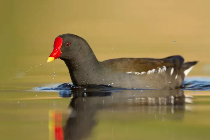 Framed Print : Common Moorhen (Gallinula chloropus), Utrecht, The Netherlands Framed Print : Common Moorhen (Gallinula chloropus), Utrecht, The Netherlands