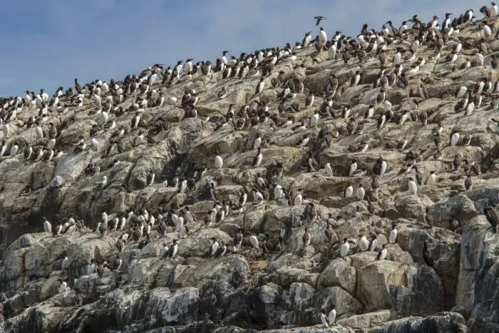 Framed Print : Common Murre (Uria aalge) colony on cliff, Farne Islands, United Kingdom Framed Print : Common Murre (Uria aalge) colony on cliff, Farne Islands, United Kingdom