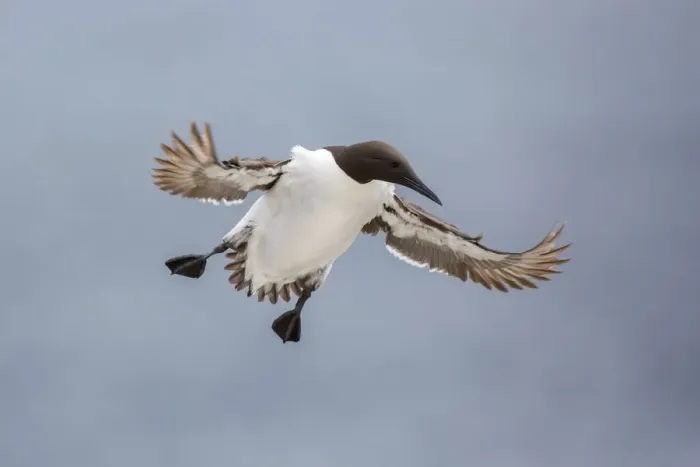 Framed Print : Common Murre (Uria aalge) flying, Farne Islands, United Kingdom
