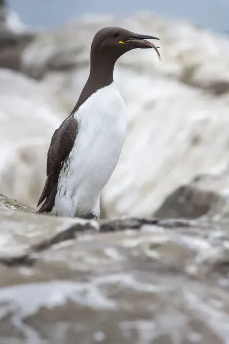 Framed Print : Common Murre (Uria aalge) perched on cliff with sandeel in beak, Farne Islands, United Framed Print : Common Murre (Uria aalge) perched on cliff with sandeel in beak, Farne Islands, United