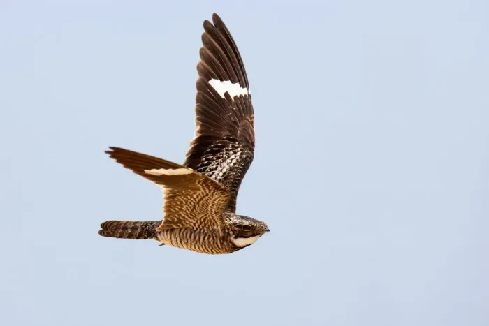 Framed Print : Common Nighthawk (Chordeiles minor) flying, Texas, USA