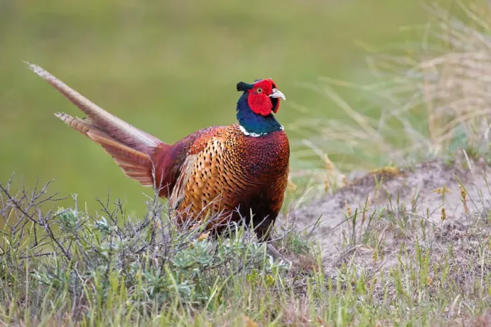 Framed Print : Common Pheasant (Phasianus colchicus) male, Texel, The Netherlands Framed Print : Common Pheasant (Phasianus colchicus) male, Texel, The Netherlands