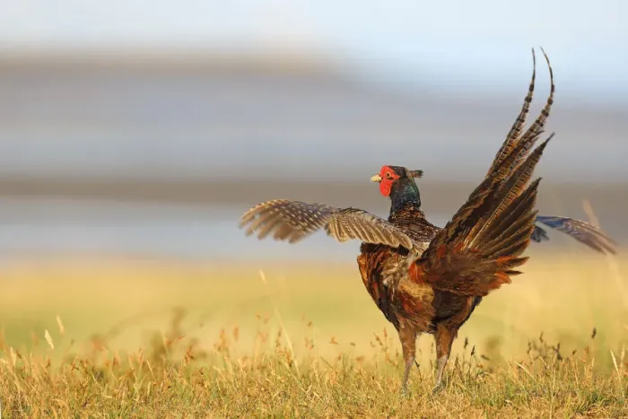 Framed Print : Common Pheasant (Phasianus colchicus) male flapping his wings, Texel, Noord-Holland