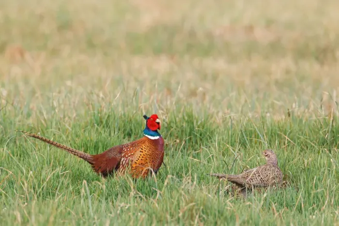 Framed Print : Common Pheasant (Phasianus colchicus) pair, Lake Neusiedl, Austria Framed Print : Common Pheasant (Phasianus colchicus) pair, Lake Neusiedl, Austria