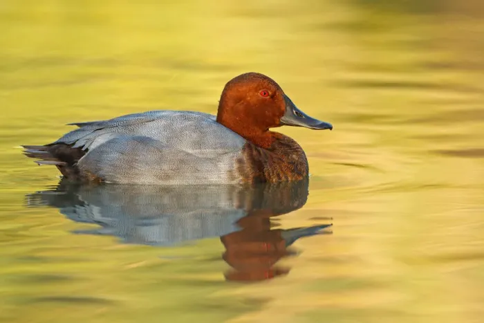 Framed Print : Common Pochard (Aythya ferina) male, Provence, France Framed Print : Common Pochard (Aythya ferina) male, Provence, France
