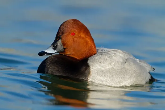 Framed Print : Common Pochard (Aythya ferina) male, Baden-Wuerttemberg, Germany Framed Print : Common Pochard (Aythya ferina) male, Baden-Wuerttemberg, Germany