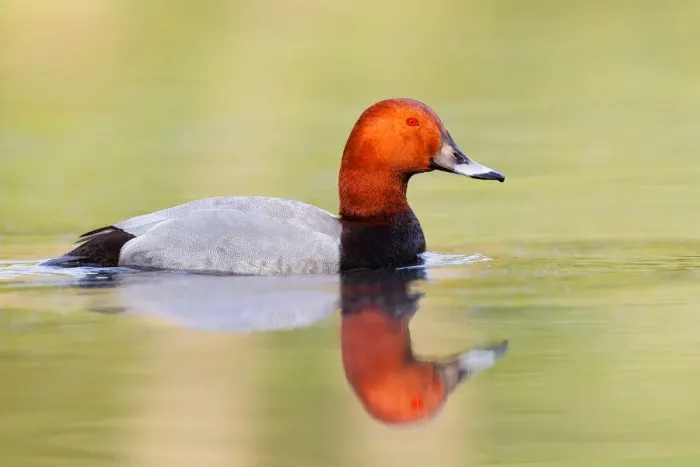 Framed Print : Common Pochard (Aythya ferina) male, Brandenburg, Germany Framed Print : Common Pochard (Aythya ferina) male, Brandenburg, Germany