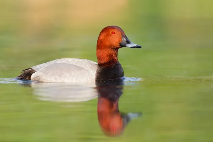 Framed Print : Common Pochard (Aythya ferina) male, Brandenburg, Germany Framed Print : Common Pochard (Aythya ferina) male, Brandenburg, Germany