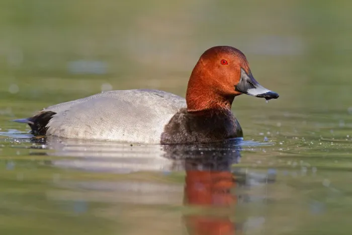 Framed Print : Common Pochard (Aythya ferina) male, Brandenburg, Germany Framed Print : Common Pochard (Aythya ferina) male, Brandenburg, Germany