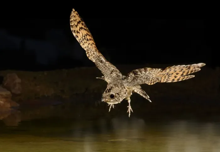 Framed Print : Common Poorwill (Phalaenoptilus nuttallii) flying, Arizona, USA Framed Print : Common Poorwill (Phalaenoptilus nuttallii) flying, Arizona, USA