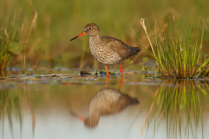 Framed Print : Common Redshank (Tringa totanus), Almere, The Netherlands Framed Print : Common Redshank (Tringa totanus), Almere, The Netherlands