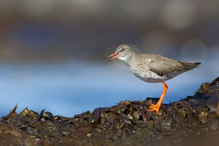 Framed Print : Common Redshank (Tringa totanus) calling, Myvatn, Iceland Framed Print : Common Redshank (Tringa totanus) calling, Myvatn, Iceland