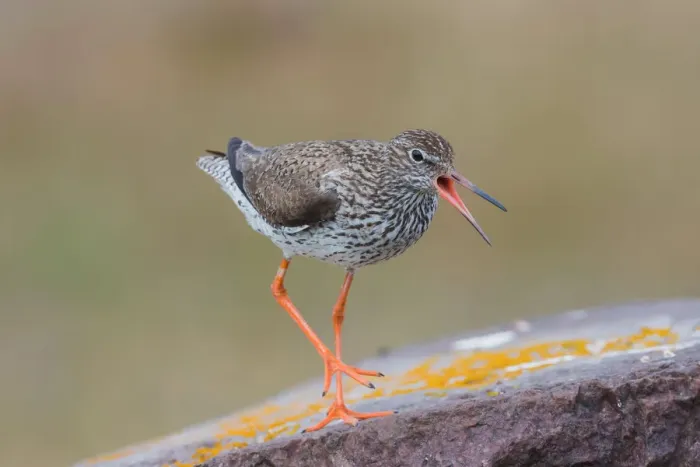 Framed Print : Common Redshank (Tringa totanus) calling, Oeland, Sweden Framed Print : Common Redshank (Tringa totanus) calling, Oeland, Sweden