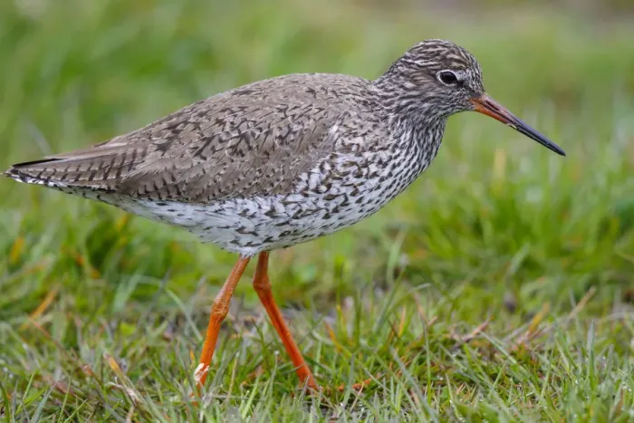 Framed Print : Common Redshank (Tringa totanus), The Netherlands Framed Print : Common Redshank (Tringa totanus), The Netherlands