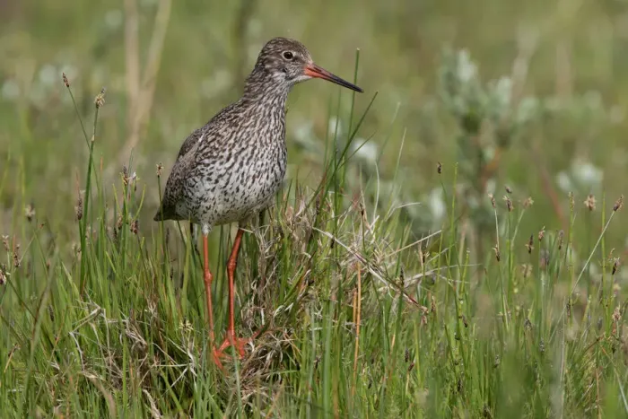Framed Print : Common Redshank (Tringa totanus) standing amidst vegetation, Texel, De Muy, The Netherlands Framed Print : Common Redshank (Tringa totanus) standing amidst vegetation, Texel, De Muy, The Netherlands