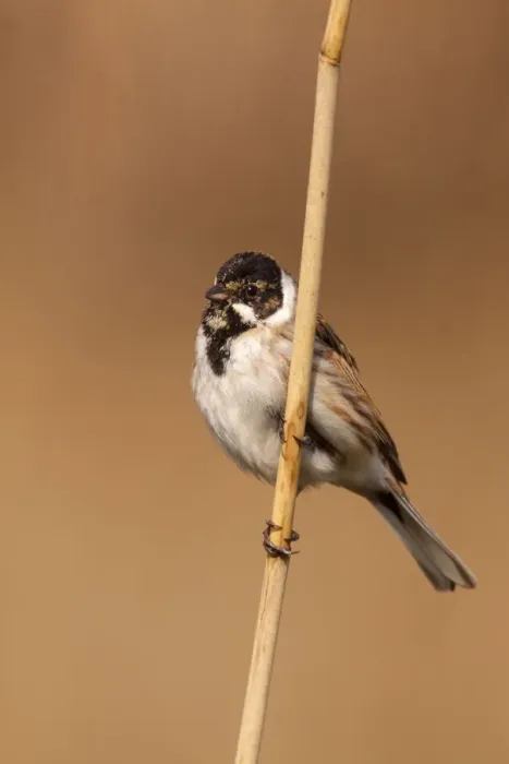 Framed Print : Common Reed Bunting (Emberiza schoeniclus) male, Utrecht, The Netherlands Framed Print : Common Reed Bunting (Emberiza schoeniclus) male, Utrecht, The Netherlands