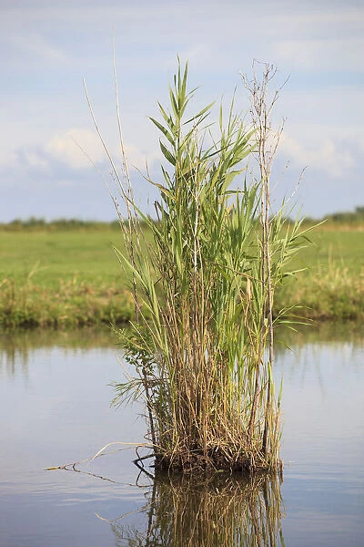 Common Reed (Phragmites australis) in the water, Waterland, Noord-Holland
