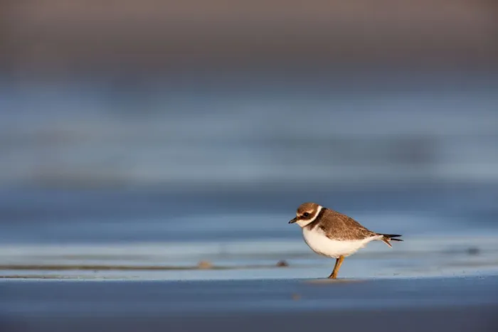 Framed Print : Common Ringed Plover (Charadrius hiaticula), Schleswig-Holstein, Germany Framed Print : Common Ringed Plover (Charadrius hiaticula), Schleswig-Holstein, Germany