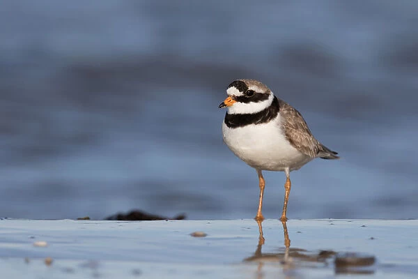 Common Ringed Plover (Charadrius hiaticula) standing along the shoreline, Texel, The Netherlands