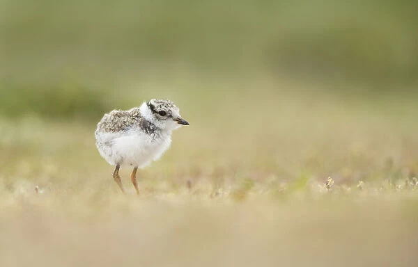Common Ringed Plover (Charadrius hiaticula) chick standing in a field, Texel, Noord-Holland, The Netherlands