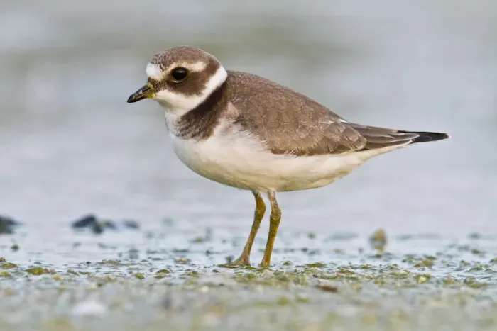 Framed Print : Common Ringed Plover (Charadrius hiaticula) juvenile walking on marsh shore, Galicia Framed Print : Common Ringed Plover (Charadrius hiaticula) juvenile walking on marsh shore, Galicia